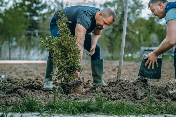 Best Landscape Design and Installation  in Kenmore, WA