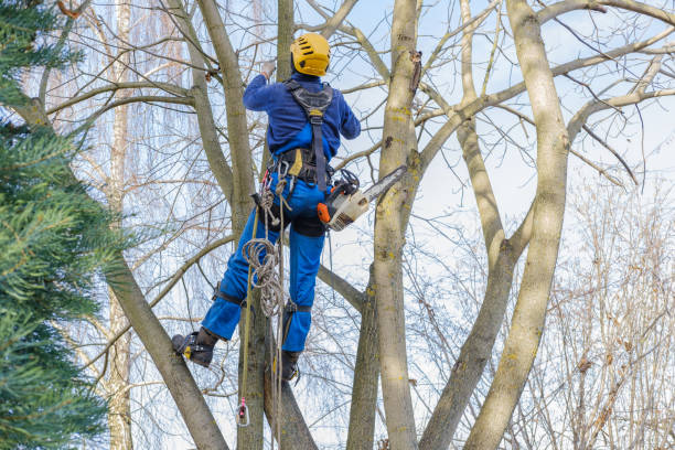 How Our Tree Care Process Works  in  Kenmore, WA